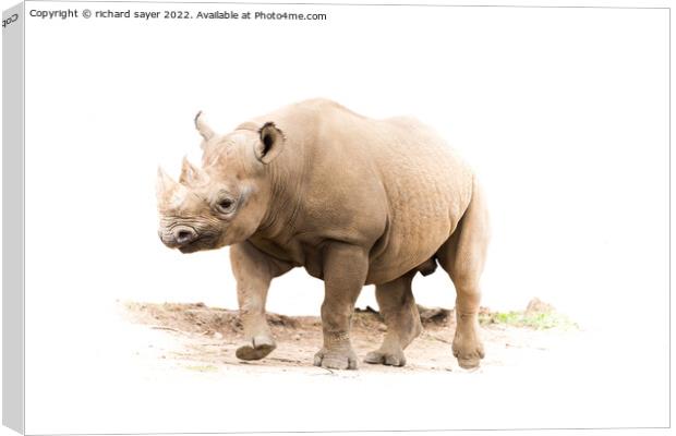 Majestic Rhino Trots Freely Canvas Print by richard sayer
