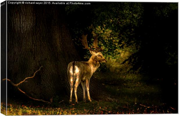  Spirit of the Wood Canvas Print by richard sayer