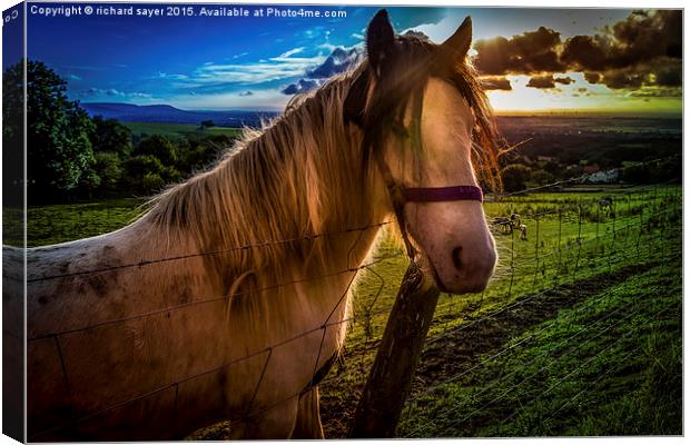  The Mare Canvas Print by richard sayer