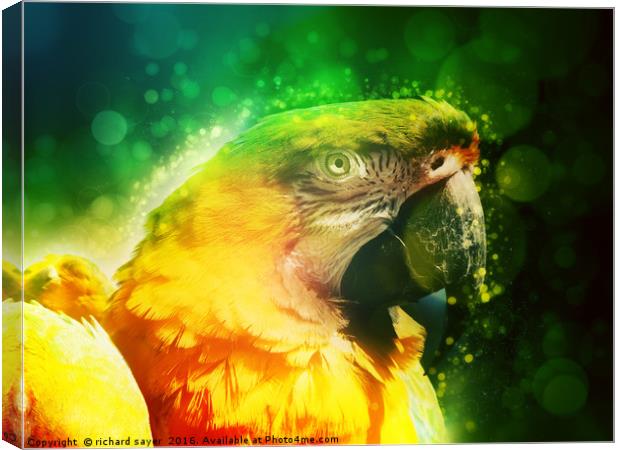 Yellow Macaw Canvas Print by richard sayer