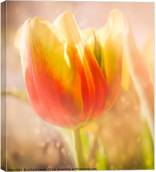 Flaming Tulip Canvas Print by richard sayer
