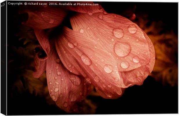 After the Rain Canvas Print by richard sayer