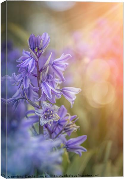 Blue Spring Canvas Print by richard sayer