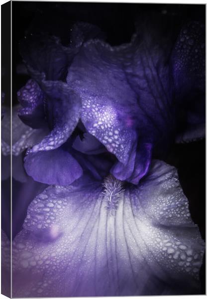 Blue Iris Canvas Print by richard sayer