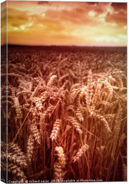 Reap What You Sow Canvas Print by richard sayer