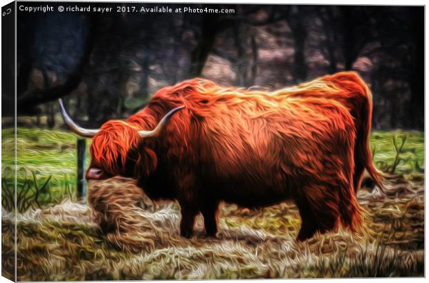 Hairy Coo Canvas Print by richard sayer