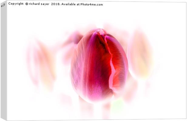 Tulip Inversion Canvas Print by richard sayer