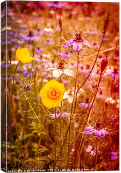 Vintage Summer Meadow Canvas Print by richard sayer