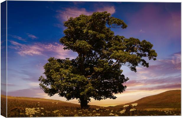 Summer Shade Canvas Print by richard sayer