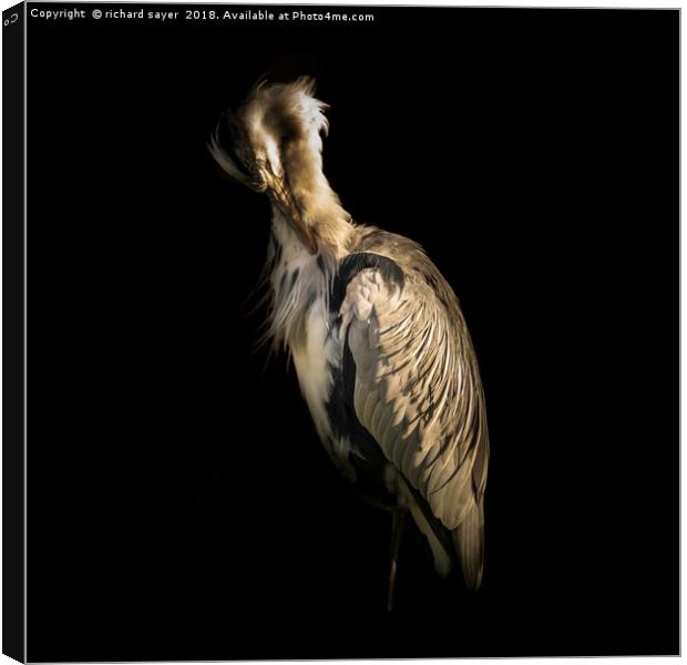 Grey Heron Portrait Canvas Print by richard sayer