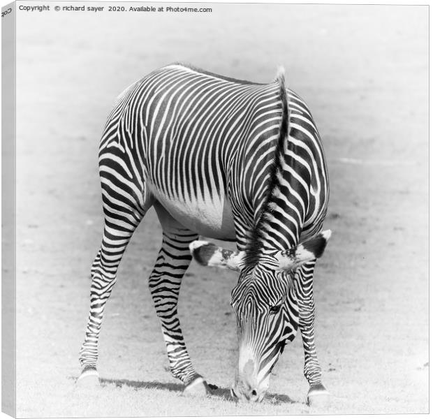 Grazing Zebra Canvas Print by richard sayer