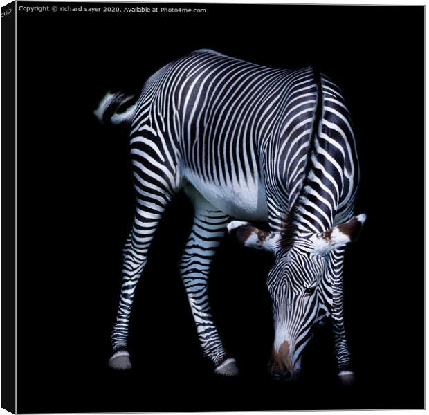 Majestic Zebra Grazing Canvas Print by richard sayer