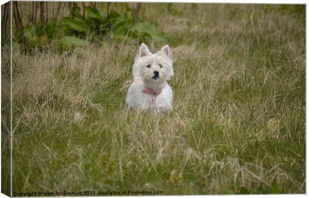 Daisy hiding in the grass Canvas Print by Mark McDermott