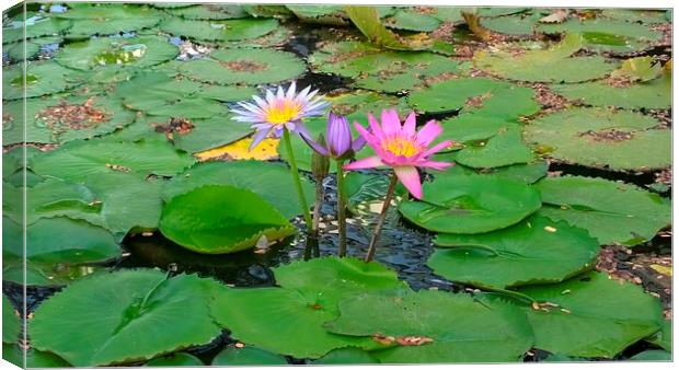 3 Lilies in a pond Canvas Print by Mark McDermott
