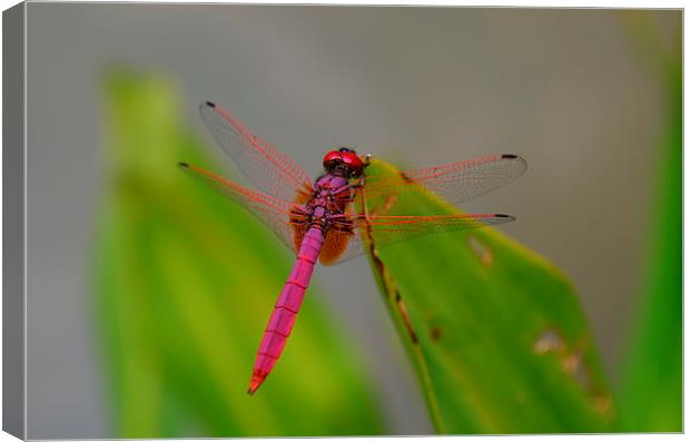  Pink Dragonfly Canvas Print by Mark McDermott