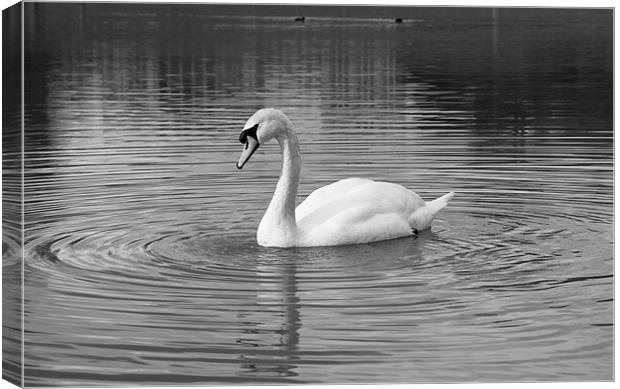 Peaceful swan Canvas Print by Leon Conway