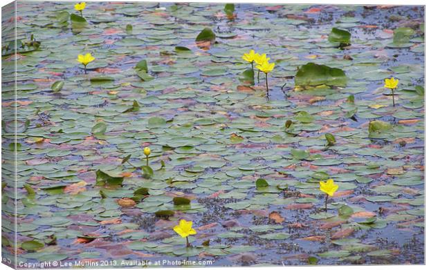 Water Lilies Canvas Print by Lee Mullins