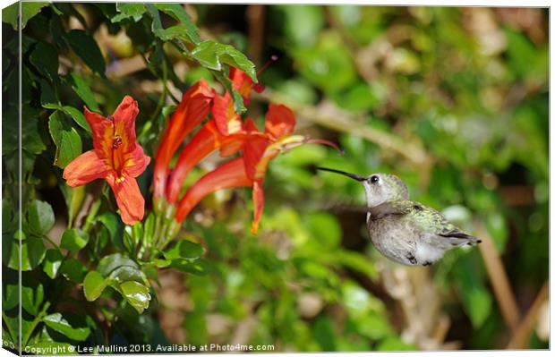 Ah nectar! Canvas Print by Lee Mullins