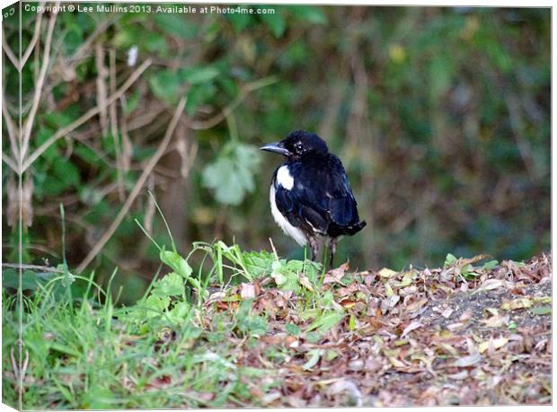 A manx magpie Canvas Print by Lee Mullins