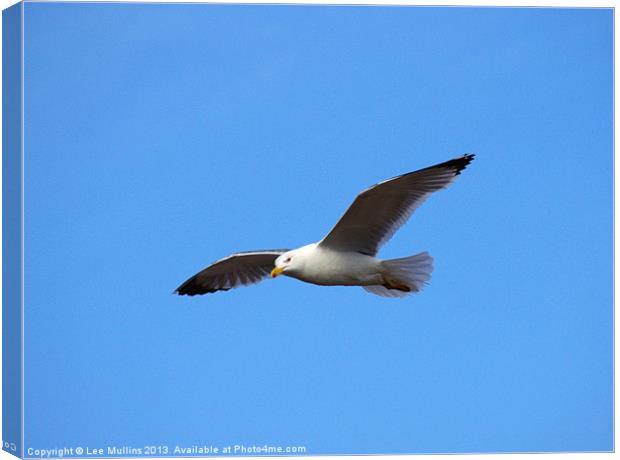 Lesser Black-backed Gull in flight Canvas Print by Lee Mullins
