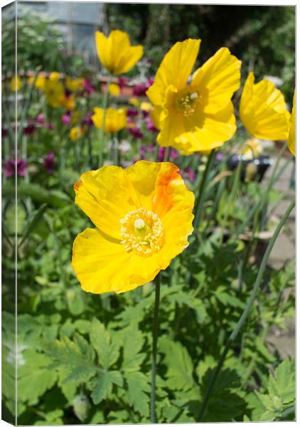 Yellow Poppies Canvas Print by Peter Le Page