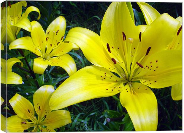 Yellow Lilies Canvas Print by Jay Huckins