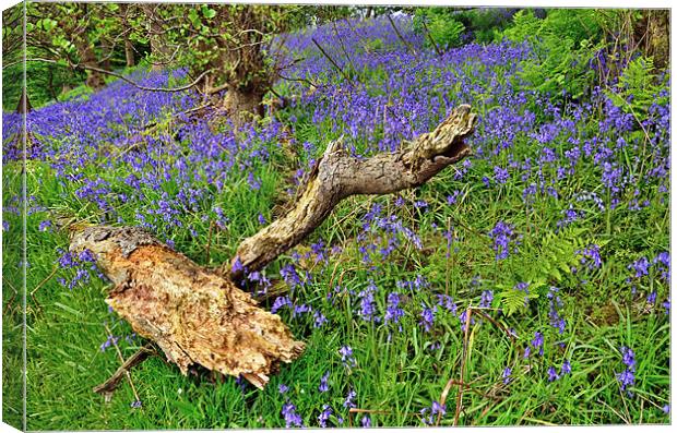 Bluebells in the woods Canvas Print by Gary Kenyon