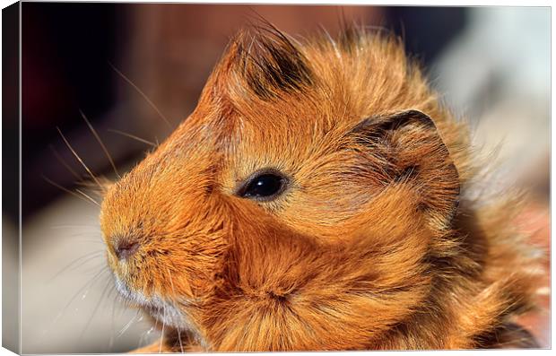 Abyssinian Guinea Pig Canvas Print by Gary Kenyon