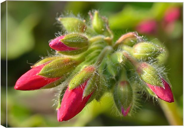 Geranium Buds Canvas Print by Gary Kenyon