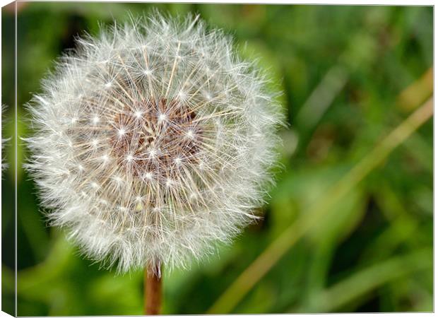 Dandelion Canvas Print by Gary Kenyon