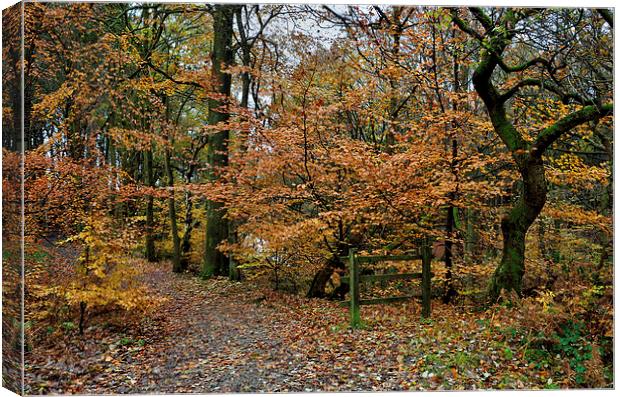 Autumn Roddlesworth Woods Canvas Print by Gary Kenyon