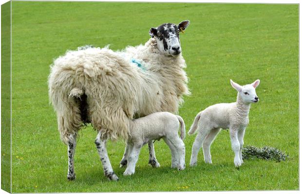 Spring Time for the Lambs Canvas Print by Gary Kenyon