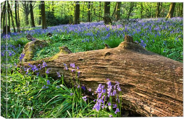 Bluebells past the fallen tree Canvas Print by Gary Kenyon