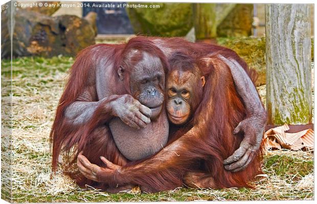  Together Forever - two cuddling orang-u-tans Canvas Print by Gary Kenyon
