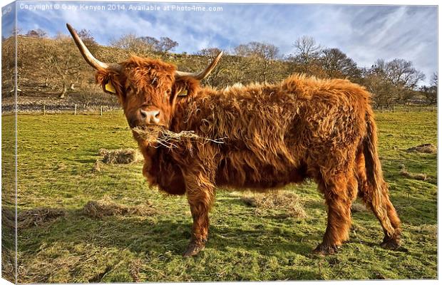  Highland Cow Eating Hay Canvas Print by Gary Kenyon