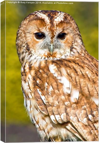  Tawny Owl Canvas Print by Gary Kenyon
