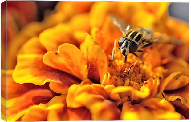  Hoverfly On Marigold Flower Canvas Print by Gary Kenyon