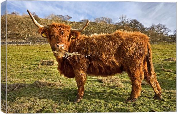 Highland Cow in Yorkshire Canvas Print by Gary Kenyon