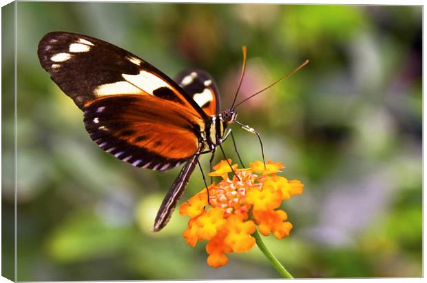  Butterfly on a flower Canvas Print by Gary Kenyon