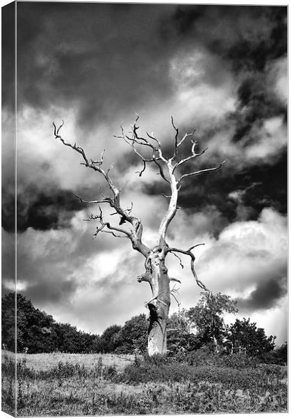 Dead Tree and a Moody Sky in Mono Canvas Print by Gary Kenyon