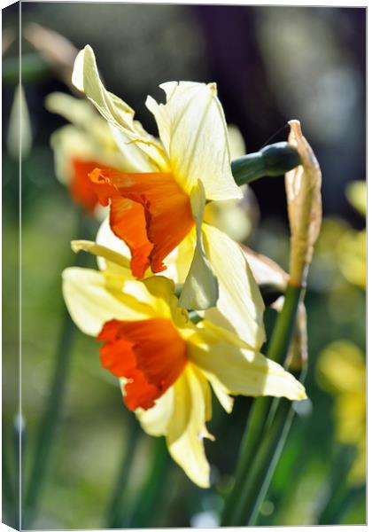 Light through the Springtime Daffodils Canvas Print by Gary Kenyon