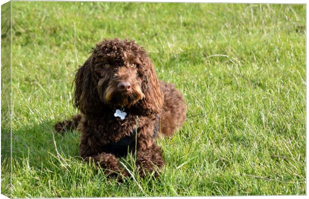 Bruno The Chocolate Cockerpoo Canvas Print by Gary Kenyon