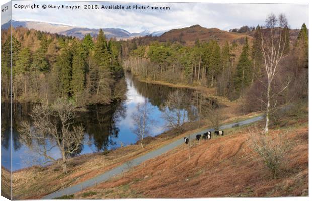 Tarn Hows Views And The Belted Galloway's Canvas Print by Gary Kenyon
