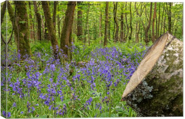 Blue Bell Woods Canvas Print by Gary Kenyon