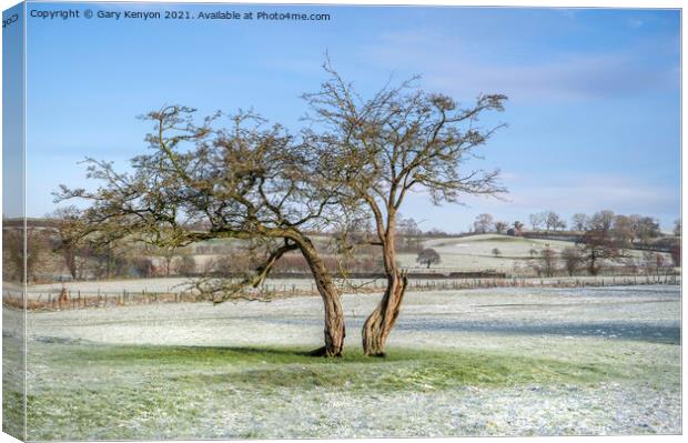 Two Tree's in a snowy field Canvas Print by Gary Kenyon