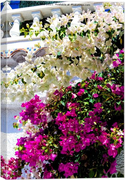Bougainvillea Canvas Print by Thanet Photos