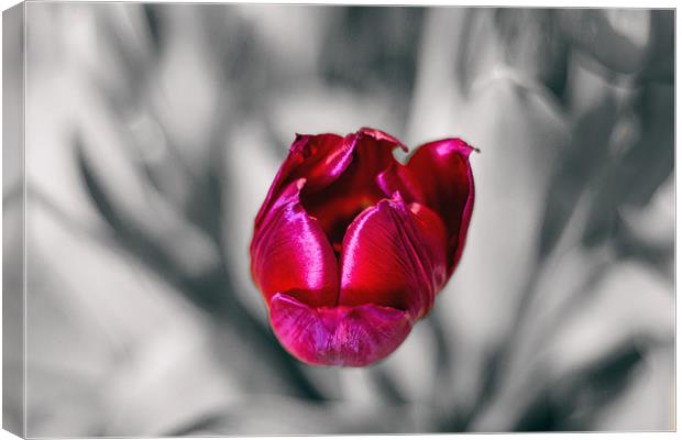 Tulip on mono background Canvas Print by Thanet Photos
