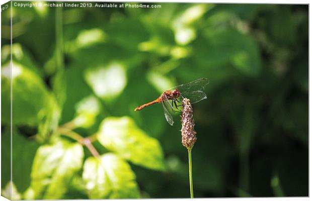 Dragonfly landing Canvas Print by Thanet Photos