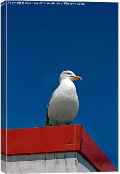 Lone Gull Canvas Print by Thanet Photos