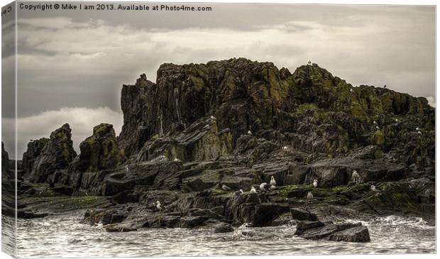 Sea birds on rocks Canvas Print by Thanet Photos